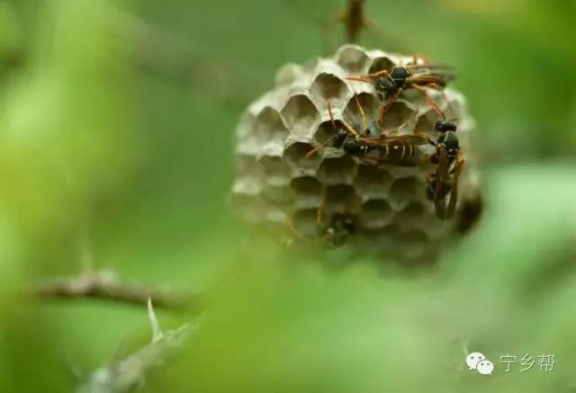 湖南乡村记实《童年杂记——虫伴》，值得一读！