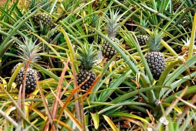 怎么分别凤梨和菠萝,凤梨和菠萝是同一个品种吗