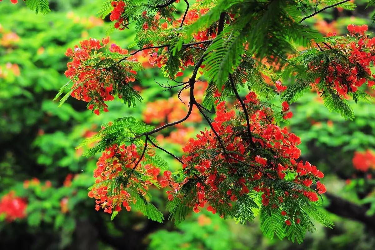 植物果实怎么分类,植物果实的分类