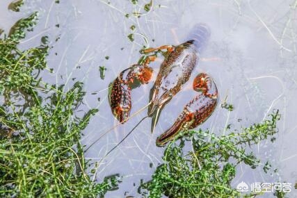 投资养殖小龙虾100亩成本多少钱,养殖一亩小龙虾投资多少