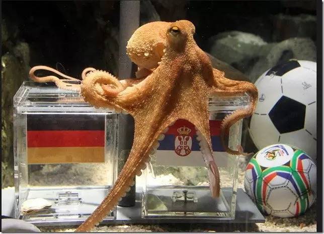 TC上海现场报道四次全中堪比章鱼保罗,冰鉴科技更进一步能预测进球数?