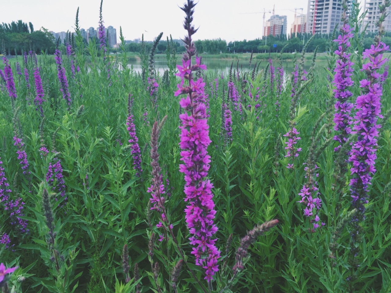 东方普罗旺斯紫色花海,普罗旺斯绚丽花海