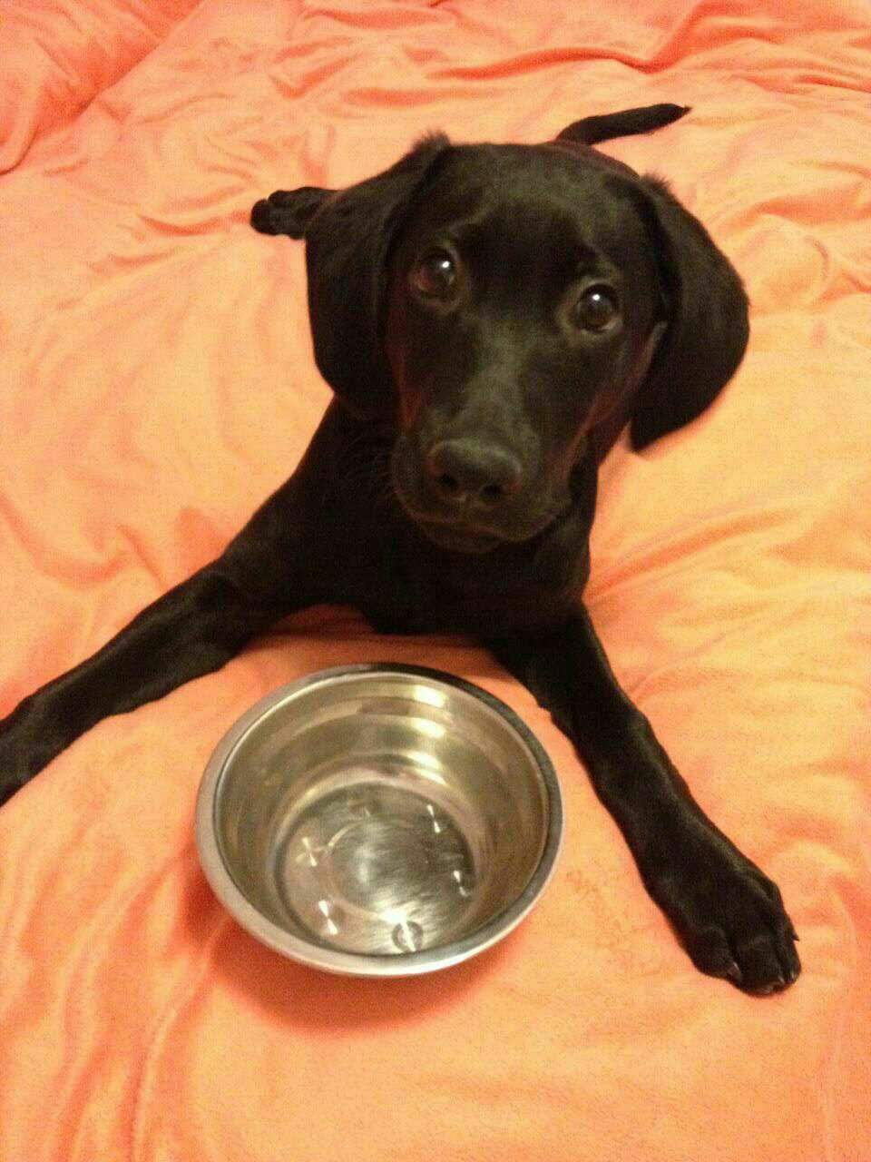 怎么让狗粮变干净,如何制作或挑选一种合适的狗粮