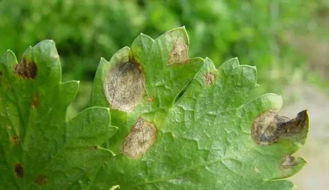 芹菜种植技术和管理方法及病害,芹菜苗期有哪些细菌性病害
