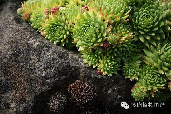 韩国精美多肉,欧美风多肉