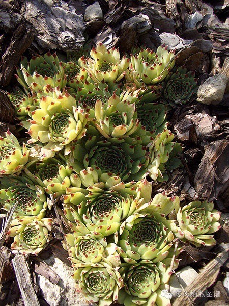 韩国精美多肉,欧美风多肉