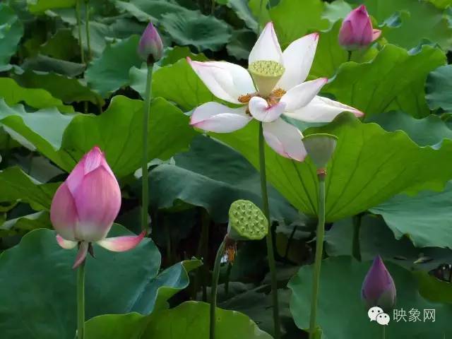 河南赏荷花旅游好去处,河南最美荷花是哪里的景点