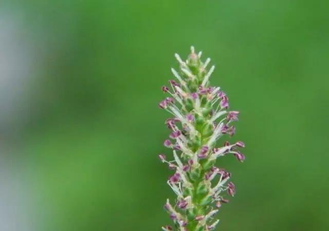 古人吃什么?《诗经》蔬果志:你现在还在采的芣苡