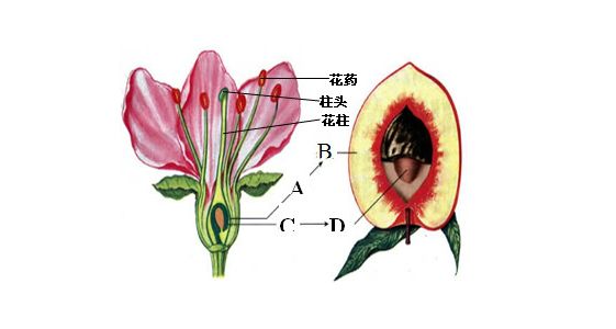 餐桌物种日历|7月13日欧洲李