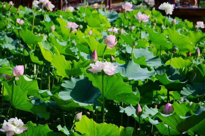 漫步工体，鳗步吃鱼。