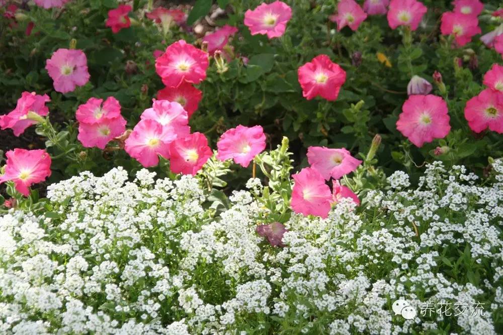 20种一二年生花卉,22种花朵