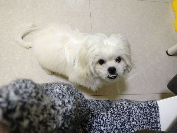 拯救狗狗不被蜜蜂蜇,拯救狗狗原版