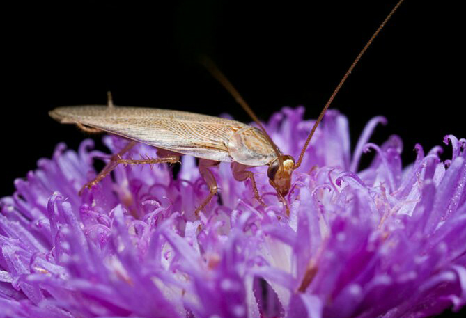 美国大蟑螂做的药水祛痘,蟑螂可以用来做什么药水
