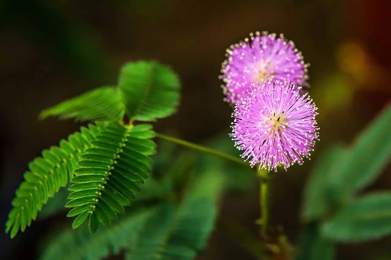 植物果实怎么分类,植物果实的分类