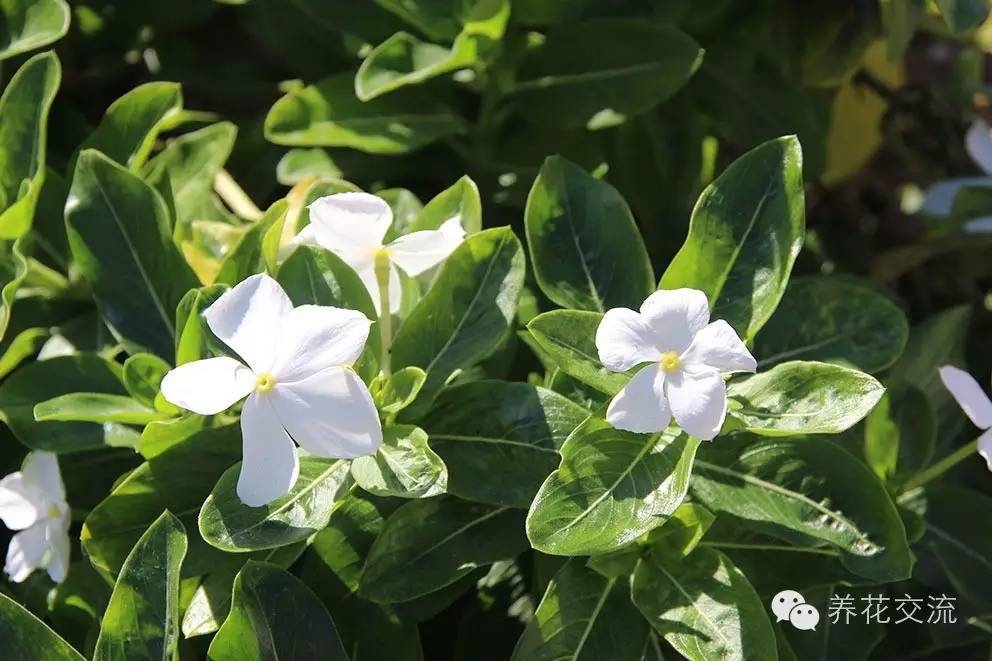 20种一二年生花卉,22种花朵