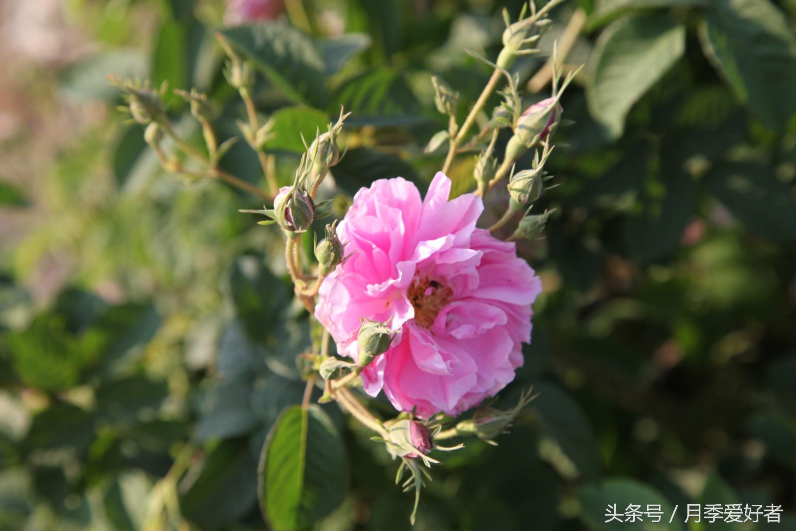 月季玫瑰蔷薇芍药牡丹的区别,蔷薇月季玫瑰区别是什么