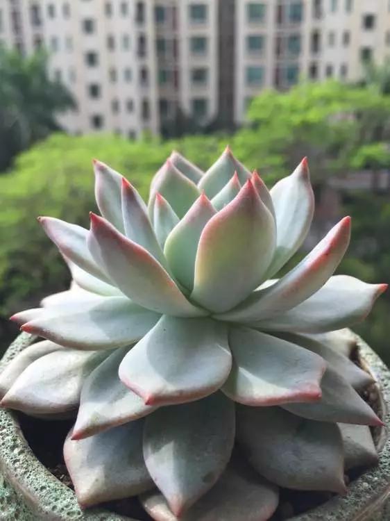 多肉长残了怎么补救,荔湾区多肉