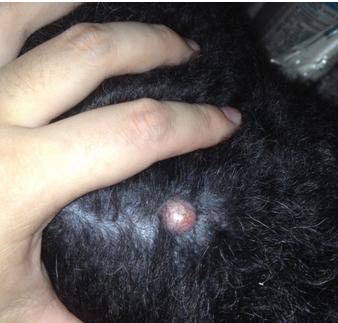 狗狗身上起了一个肉球而且又瘦,狗狗肚子里有个硬肉球