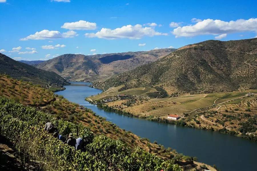 葡萄牙新手入门教程,葡萄牙vivere葡萄酒