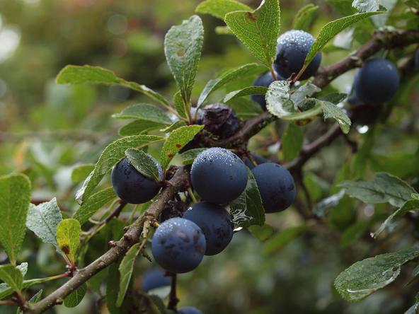 餐桌物种日历|7月13日欧洲李