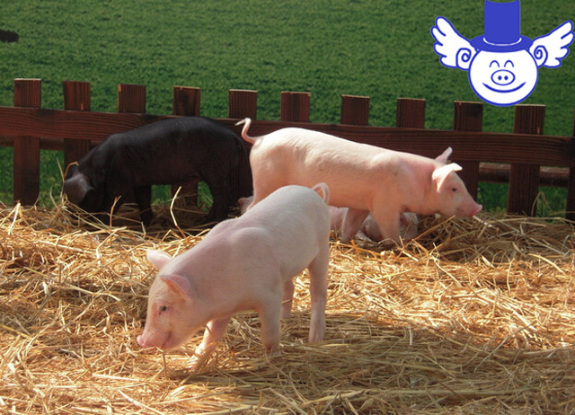 养猪今年赚钱吗,养猪一年能赚多少