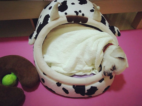 拯救狗狗不被蜜蜂蜇,拯救狗狗原版