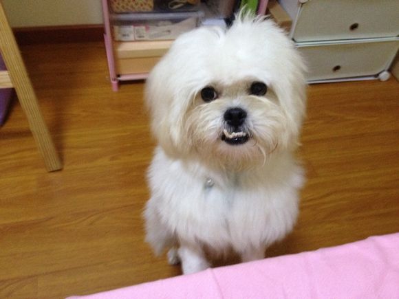 拯救狗狗不被蜜蜂蜇,拯救狗狗原版