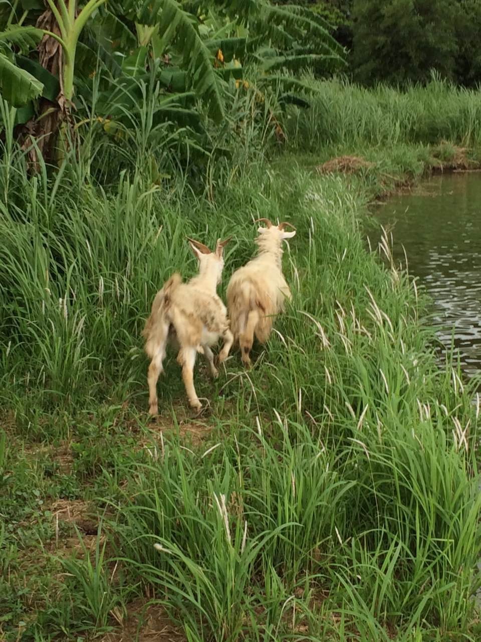 顺德农庄美食推荐,顺德有哪些好吃的山上农庄