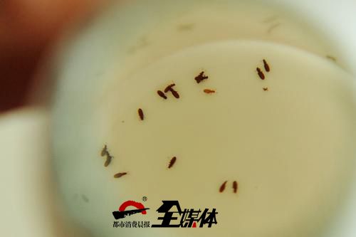 京津冀地区现黑色小虫被咬,乌鲁木齐虫子咬人怎么办