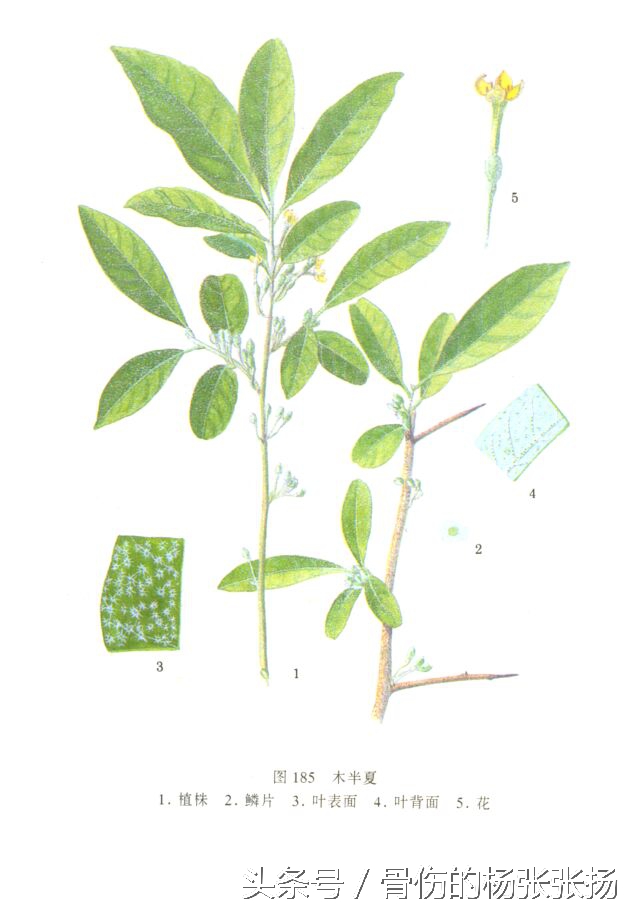 每日一药半夏的功效,半夏每日用量