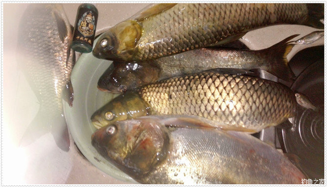 大雨一直下在鱼塘怎么钓草鱼,下大雨水库好钓草鱼吗