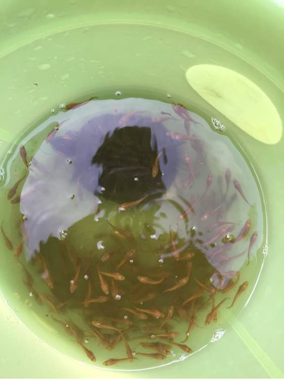 河里捞上来的小鱼叫什么,河里随便一捞就有一堆小鱼苗