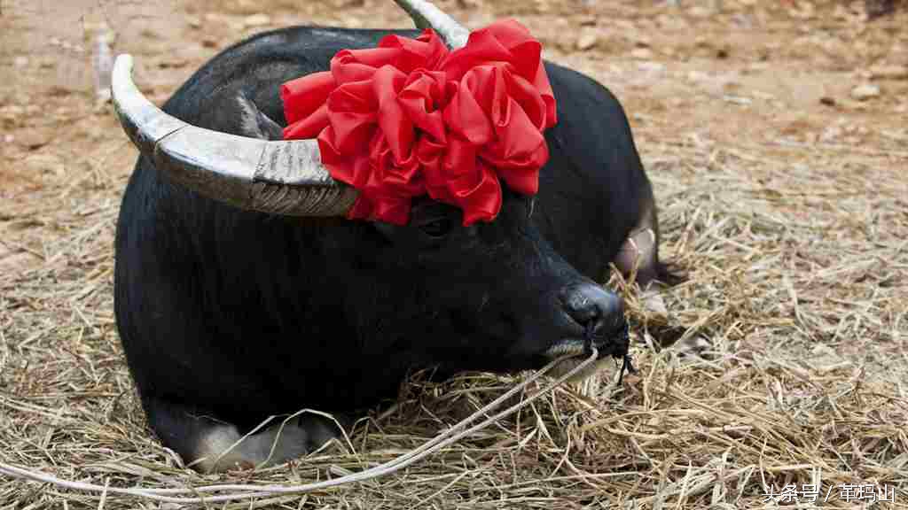 胜过世界杯开局的东方式斗牛，部族交流应撇开“赌注”低俗背景