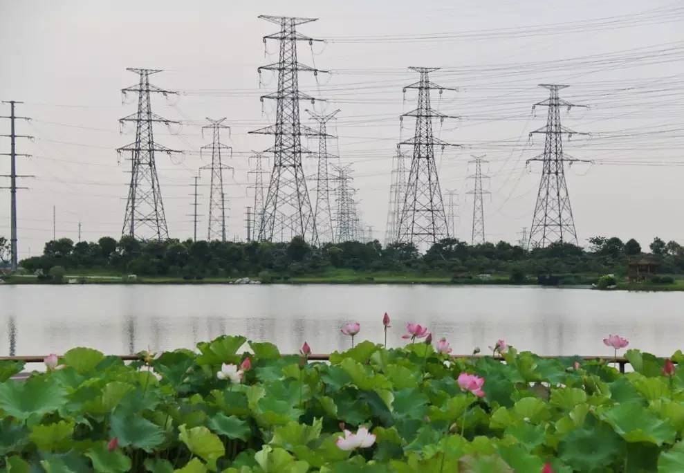 上海松江哪里好玩又免费的,六月松江游玩路线攻略