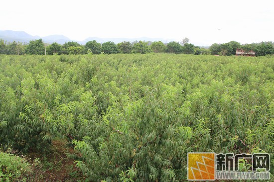 *小平邓**通讯连长才是真正开远蜜桃王