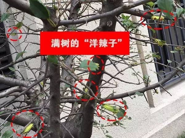 中海锦园怎么样,中海锦园