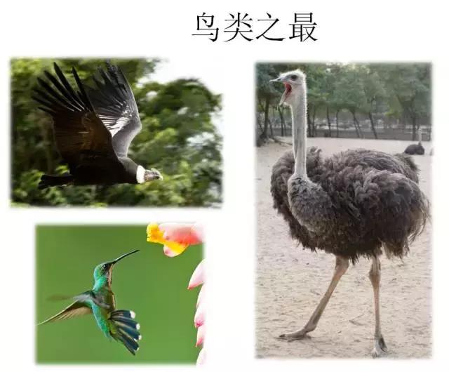 如果小鸟受伤了该怎么救助,发现受伤的小鸟应该怎么办