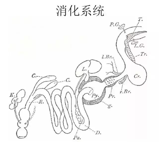 如果小鸟受伤了该怎么救助,野生小鸟受伤了怎么救它的