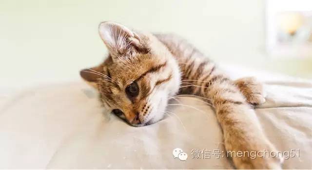 猫咪感冒打喷嚏流鼻水怎么办,猫咪打喷嚏吭哧呼哧怎么回事