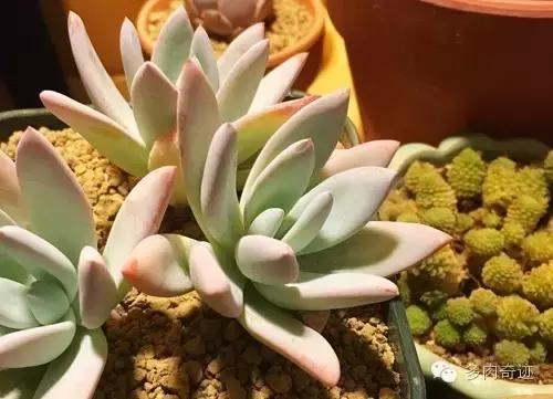 多肉咱们支持国货