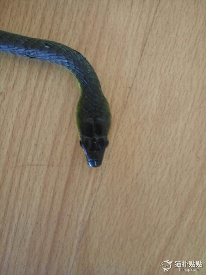 网友捡了一只老鼠,网友捡回来一只流浪猫