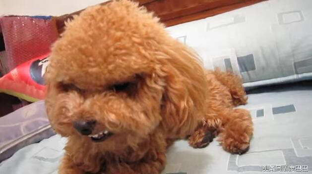 主人想跟贵宾抢东西，结果它十分生气，最后撕牙张嘴要这样对主人