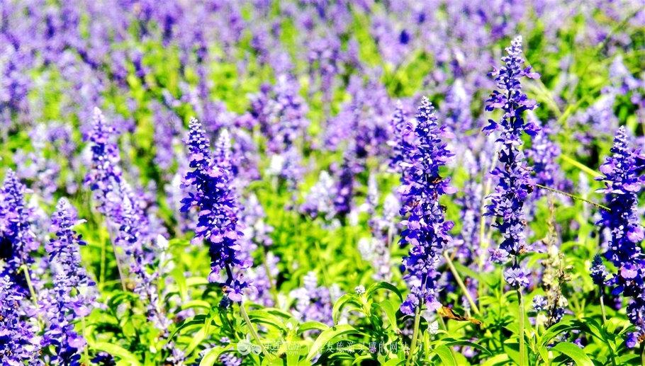 薰衣草庄园室内设计案例,薰衣草庄园的拍摄与着装搭配