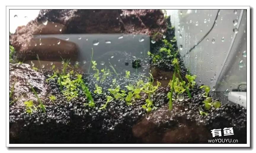 新手小白原生缸开缸教程,鱼缸怎么用高锰酸钾开缸详细教程