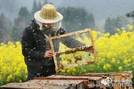 南宁漫山遍野的格桑花盛开,南宁最美小众花海