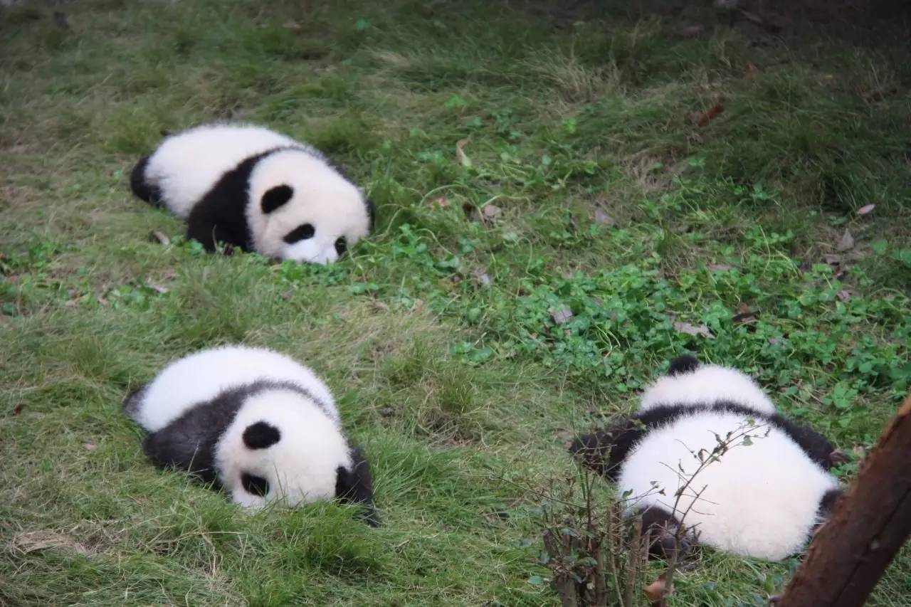 专访丨他说他的目标是拍一套熊猫有表情的照片