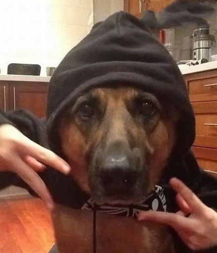 手机掉厕所了怎么办搞笑回复,手机掉厕所了怎么办呢