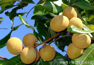 每日一药完整版,每日一味中药龙眼肉