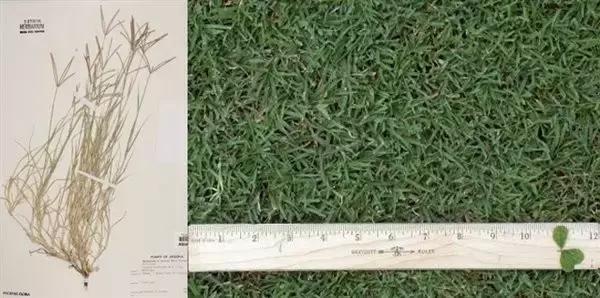 错错错,是草皮的错,可你们是否真的懂呢?