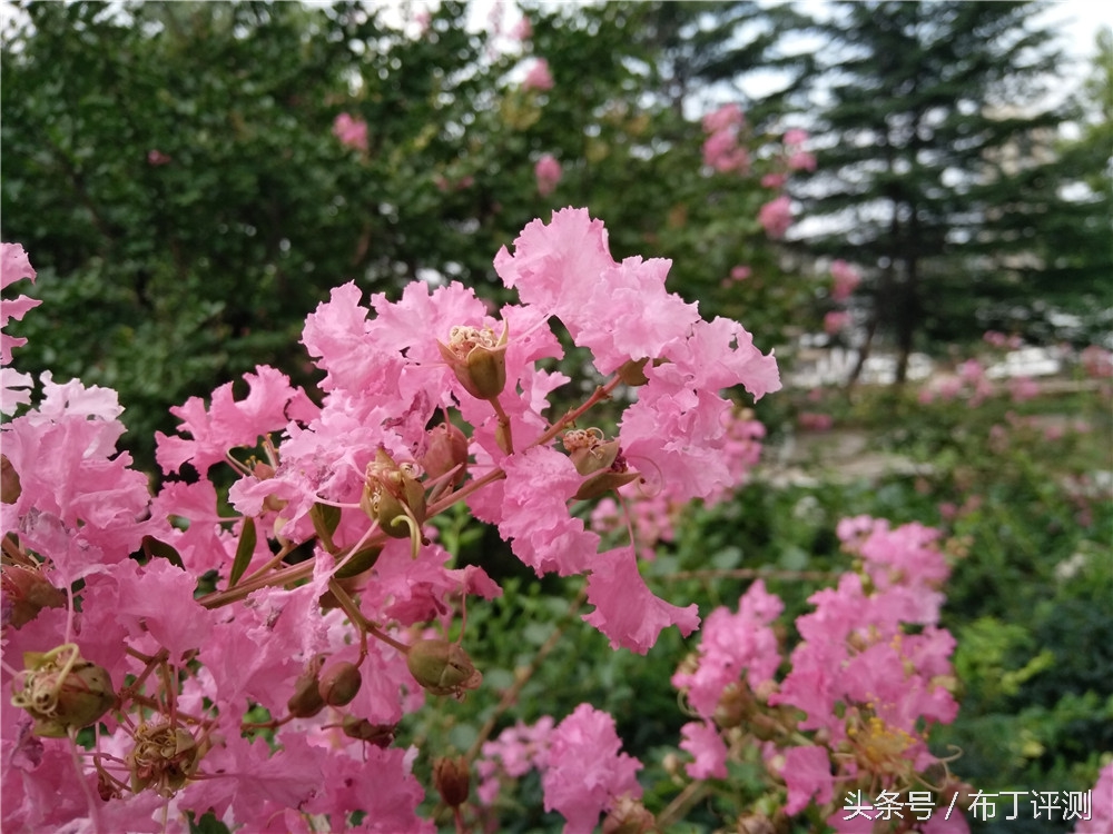 不止是1600万像素柔光自拍，vivox7全面体验评测！